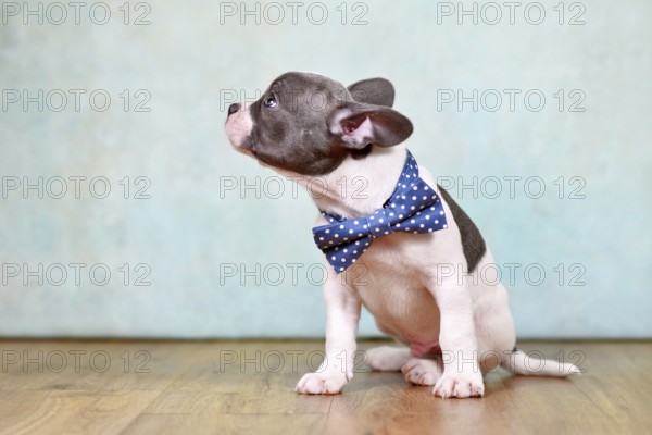 Side view of healthy French Bulldog puppy with long nose and tail and bow tie in front of studio background