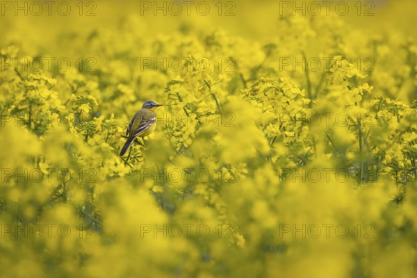 A yellow wagtail sits in spring in a flowering rape field near Frankfurt am Main, Frankfurt am Main, Hesse, Germany, Europe