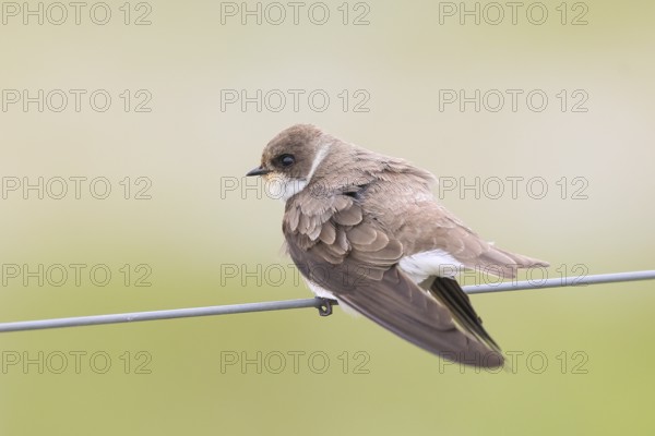 Sand martin (Riparia riparia), sitting on a wire, wildlife, animals, birds, swallows, migratory bird, smallest European swallow species, Ochsenmoor, Dümmer See nature park Park, Hüde Lower Saxony, Germany, Europe