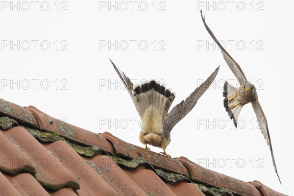 Defence pose of a male Common Kestrel (Falco tinnunculus) against an attacking rival above a roof, territorial dispute, Hesse, Germany, Europe
