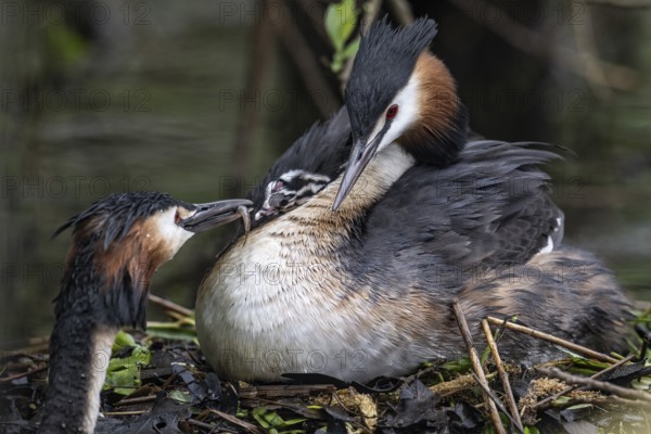 Great Crested Grebe (Podiceps Scalloped ribbonfish) with juveniles), Emsland, Lower Saxony, Germany, Europe