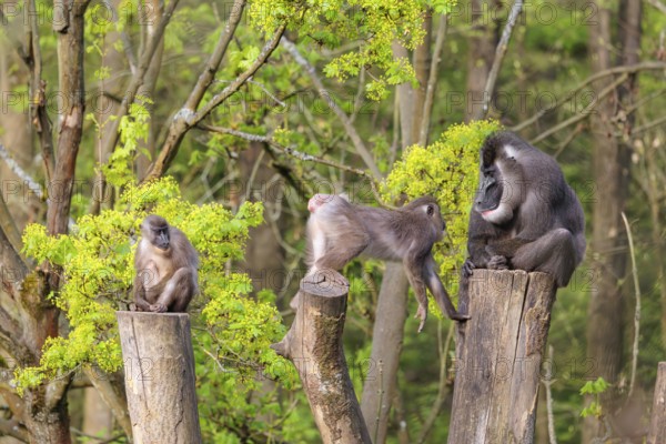 Three Drills (Mandrillus leucophaeus), a male and two females, sit high up on the three stumps of a cut tree and enjoy the early sunlight. A green forest can be seen in the background