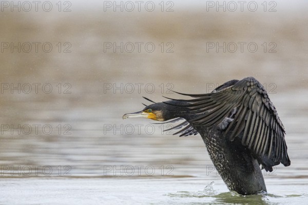 Cormorant (Phalacrocorax carbo) in the water Germany