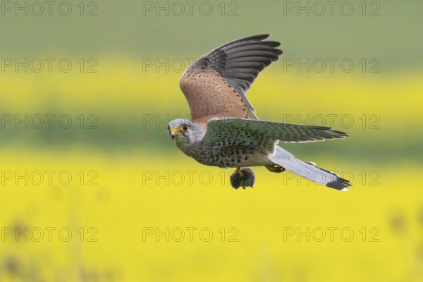 A Common Kestrel (Falco tinnunculus) with a prey mouse flies over a flowering rape field Hesse, Germany, Europe