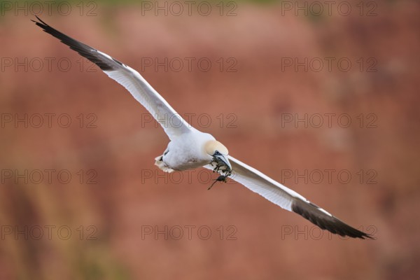 Northern gannet (Morus bassanus) flying over the cliffs, wildlife, Helgoland, Germany, Europe