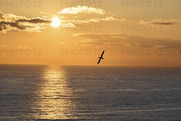 Northern gannet (Morus bassanus) flying over the sea at sunset, wildlife, Helgoland, Germany, Europe