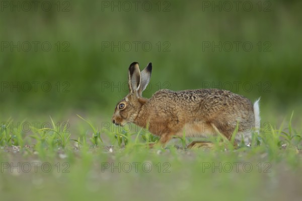 European brown hare (Lepus europaeus) adult animal feeding in a farmland maize field in summer, England, United Kingdom, Europe