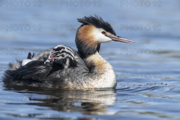Great Crested Grebe (Podiceps Scalloped ribbonfish) with juveniles, Emsland, Lower Saxony, Germany, Europe