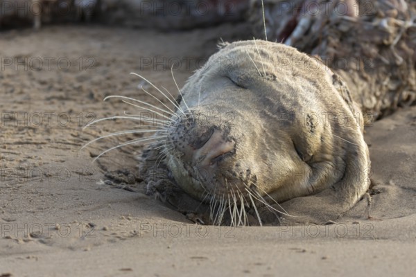 Grey seal (Halichoerus grypus) adult animal dead on a beach, England, United Kingdom, Europe