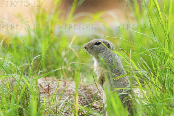 European ground squirrel (Spermophilus citellus) on a meadwo, Bavaria, Germany, Europe