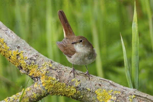 Nightingale (Luscinia megarhynchos) Germany