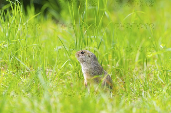 European ground squirrel (Spermophilus citellus) on a meadwo, Bavaria, Germany, Europe