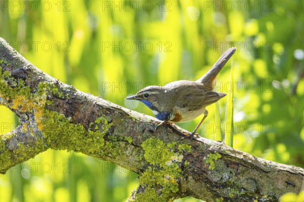 Bluethroat (Luscinia svecica cyanecula) Male Germany