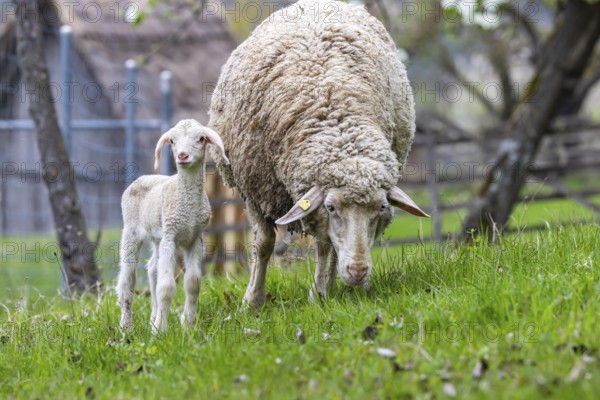 Sheep and young of the Württemberger breed, also known as Merinoland sheep. Sheep pasture on the Swabian Alb with lamb. Beuren, Baden-Württemberg, Germany, Europe