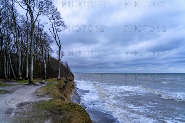 Beach, cliffs and ghostly forest in the Baltic seaside resort of Nienhagen, Mecklenburg-Vorpommern, Germany, Europe