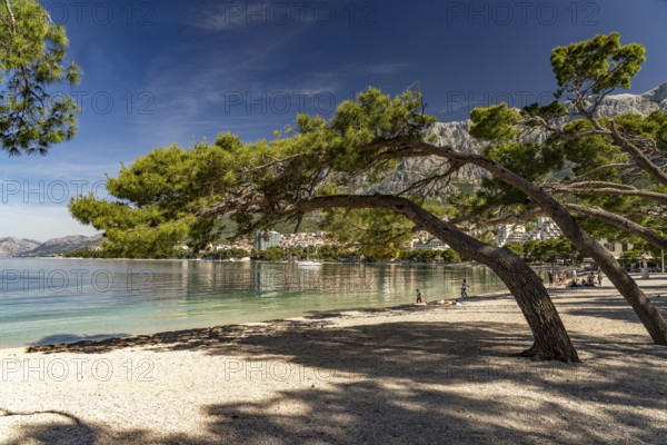 Windswept pine trees on the city beach of Makarska, Croatia, Europe