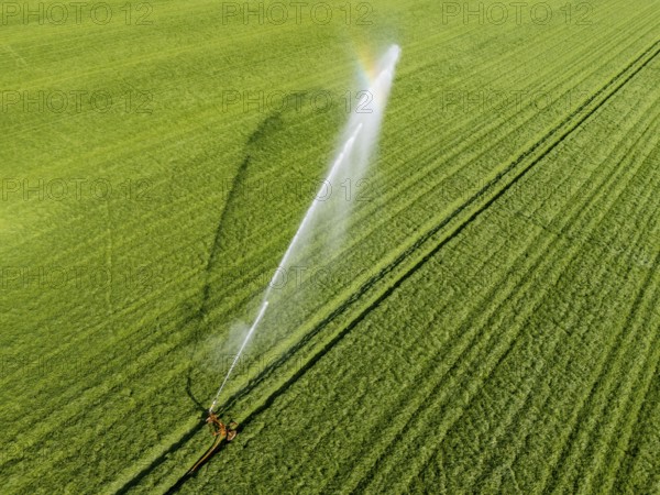 Artificial irrigation of a cereal field in April, with a sprinkler system, long dry spell in spring makes this necessary for the young plants to grow well, Kerken, Lower Rhine, North Rhine-Westphalia, Germany, Europe