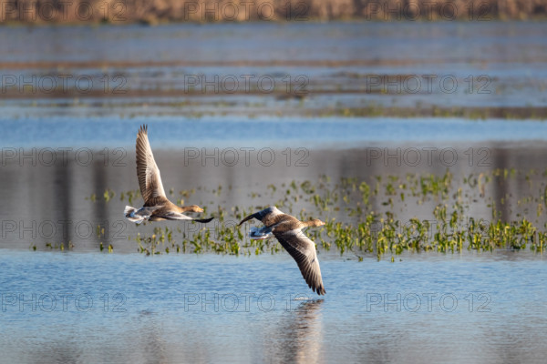 Pair of greylag geese flying together, in the Großen Rosin Moor nature reserve, Mecklenburg-Vorpommern, Germany, Europe