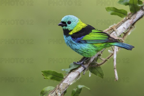 Green-headed Tanager (Tangara seledon) perched on a branch in the Atlantic rainforest of southeast Brazil