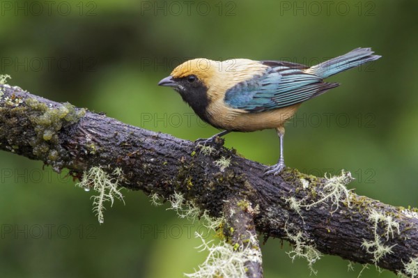 Burnished-buff Tanager (Tangara cayana) perched on a branch in the Atlantic rainforest of southeast Brazil