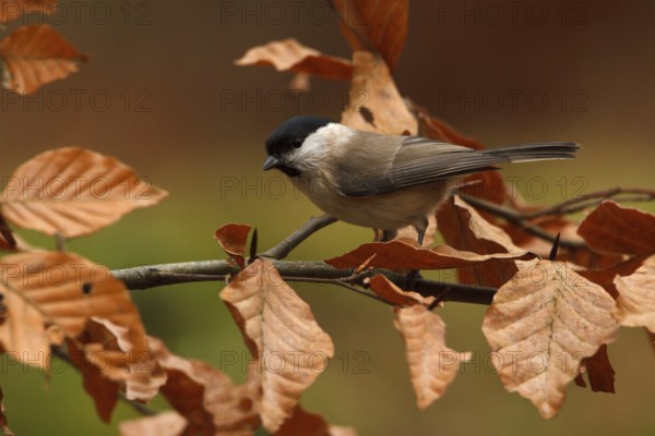 Marsh Tit (Poecile palustris), Utrecht, Netherlands