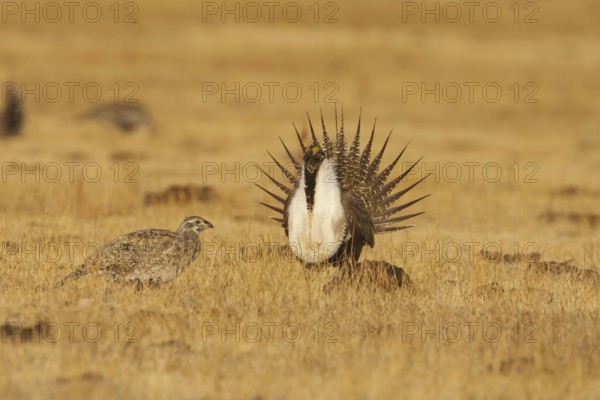 Sage Grouse (Centrocercus urophasianus) mating, California, USA, North America