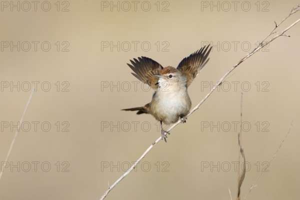 Spinifexbird (Megalurus carteri) perched on a twig, Northern Territory, Australia, Oceania