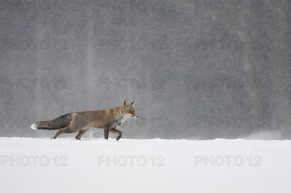 Red fox in the snow, Steinborn, Rhineland-Palatinate, Germany, Europe