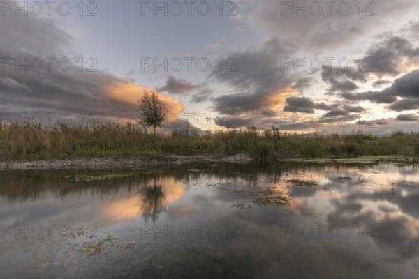 A body of water with a tree in the foreground. The water is calm and the sky is cloudy. Bas-Rhin, Alsace, Grand Est, France, Europe