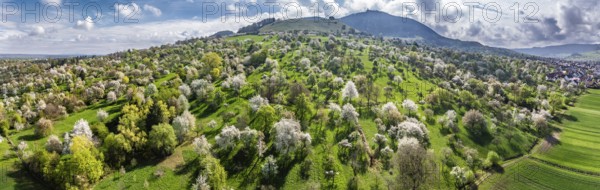 Spring on the Albtrauf of the Swabian Alb. In the Lenninger Valley, fruit trees blossom in the orchards around Teck Castle. Aerial view. Owen, Baden-Württemberg, Germany, Europe