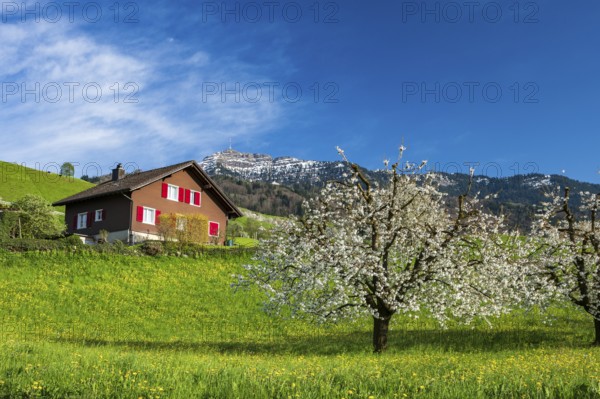 Blossoming cherry tree with house and Mount Rigi, Küssnacht am Rigi, Canton Schwyz, Switzerland, Europe