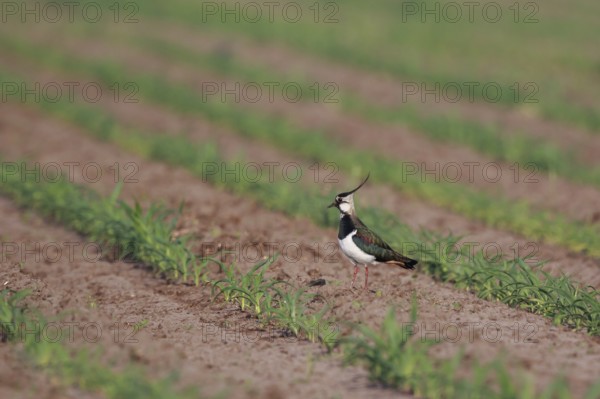 Northern Lapwing (Vanellus vanellus) female on a field, North Rhine-Westphalia, Germany, Europe