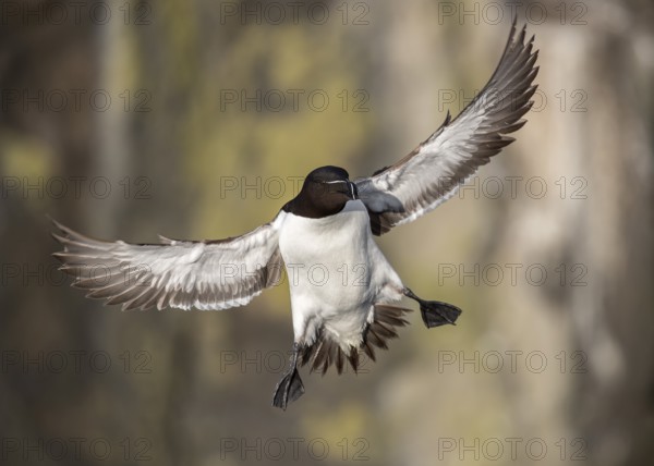 Razorbill (Alca torda islandica) flying, Scotland, United Kingdom, Europe