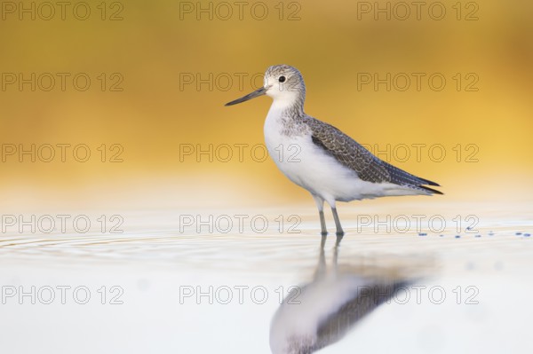 Common Greenshank (Tringa nebularia), Victoria, Australia, Oceania
