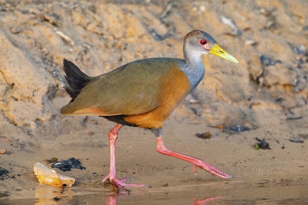 Grey-necked wood rail (Aramides cajanea) Pantanal Brazil