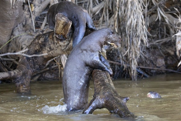 Giant otter (Pteronura brasiliensis) Pantanal Brazil