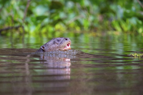Giant otter (Pteronura brasiliensis) Pantanal Brazil