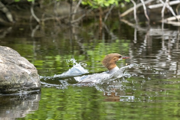Common merganser. Mergus merganser. A female dives in a lake from a rock. Lake Wapizagonke. La Mauricie national park. Province of Québec. Canada