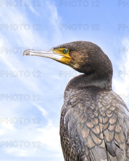Cormorant (Phalacrocorax carbo), close-up, blue sky, looking to the left, profile view, Herdecke, North Rhine-Westphalia, Germany, Europe