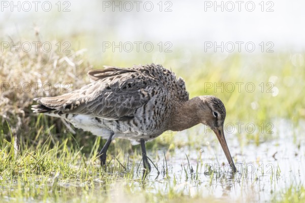 Black-tailed godwit (Limosa limosa), Lower Saxony, Germany, Europe