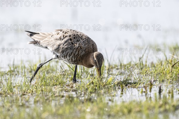 Black-tailed godwit (Limosa limosa), Lower Saxony, Germany, Europe