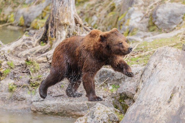 A young male brown bear (Ursus arctos arctos), soaked from bathing in a stream, runs over hilly terrain past rocks and rotting tree trunks