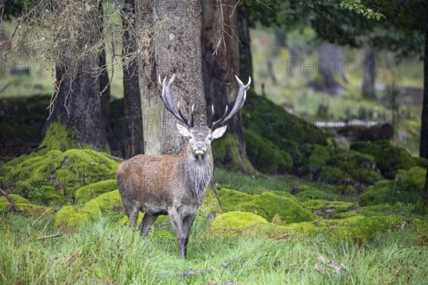 Red deer (Cervus elaphus) Rutting behaviour captive Germany