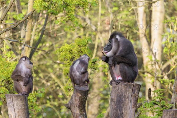 Three Drills (Mandrillus leucophaeus), a male and two females, sit high up on the three stumps of a cut tree and enjoy the early sunlight. A green forest can be seen in the background