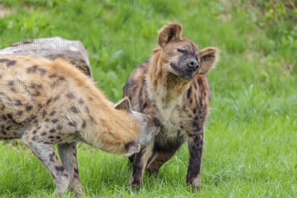 Two adult spotted hyenas (Crocuta crocuta), one male and one female, display courtship behavior