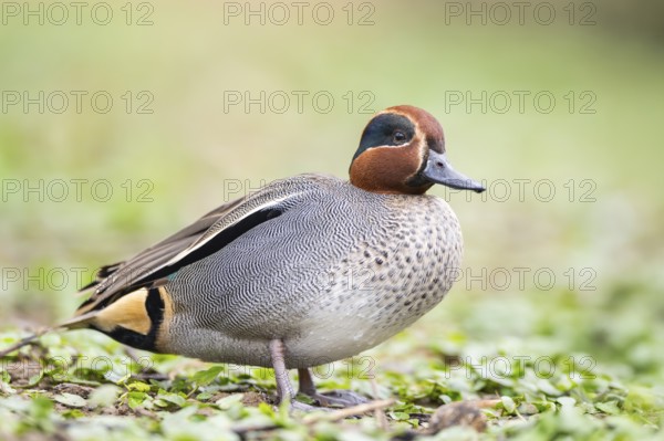 Eurasian teal (Anas crecca) male walking on a meadow, Bavaria, Germany, Europe