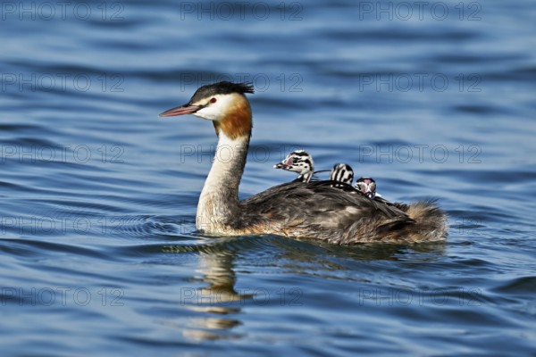 Great Crested Grebe (Podiceps Scalloped ribbonfish), with three chicks in plumage swimming in the water, Lake Zug, Canton Zug, Switzerland, Europe