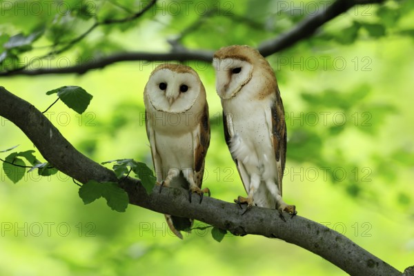 Barn owl (Tyto alba), adult, pair, vigilant, on tree, in summer, Šumava, Czech Republic, Europe