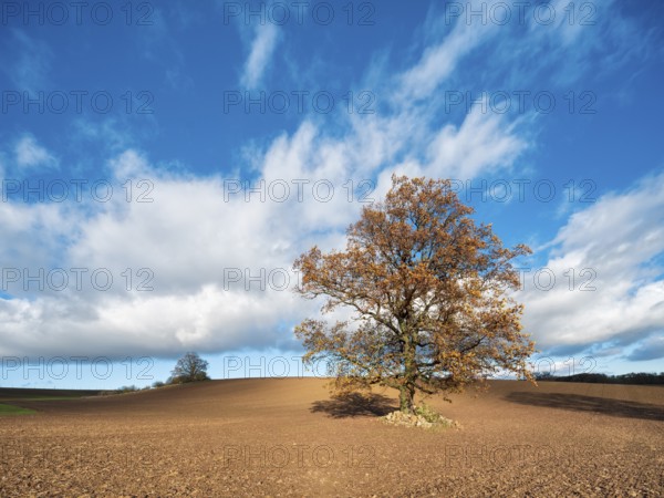 Solitary oak tree on ploughed field under blue sky with clouds in autumn, Burgenlandkreis, Saxony-Anhalt, Germany, Europe