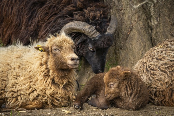 Ouessant sheep (Breton dwarf sheep), lamb and ewe lying down, with a black ram behind them. Grazing. Germany